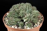 Euphorbia Susannae Cm. 8,5 € 12,00